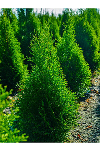 Gardenbox Favori Ürün Limon Çamı Limoni Servi (70 80 CM)1 Adet Saksılı Dış Me...