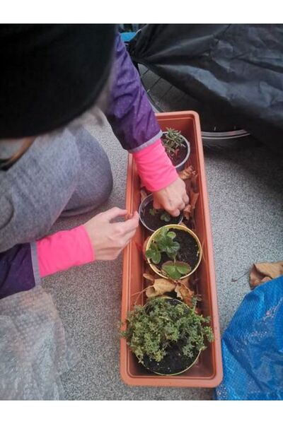 Bitkim Sende Avantajlı Mutfak Bitki Seti Kekik-biberiye- Adaçayı Fideleri (5 15 CM)3 Adet Fide