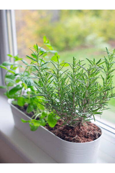 Bitkim Sende Avantajlı Mutfak Bitki Seti Kekik-biberiye- Adaçayı Fideleri (5 15 CM)3 Adet Fide