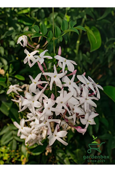 Delicious Izmir Jasmine Flower 1 Potted/Tube (30-60Cm) (Jasminum)