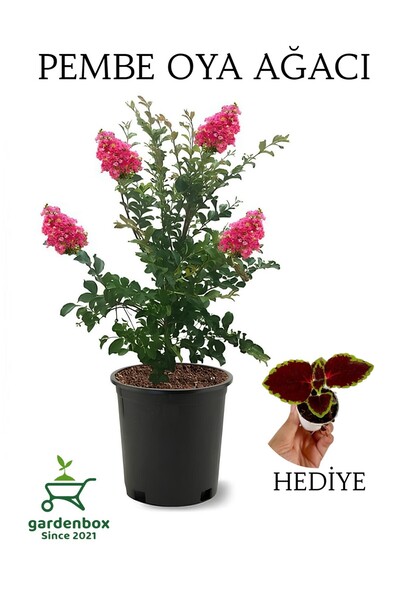 Gardenbox Pembe Renk Oya Ağacı 1 ADET Dış Mekan Saksılı 30-60Cm+Yaprak Güzeli