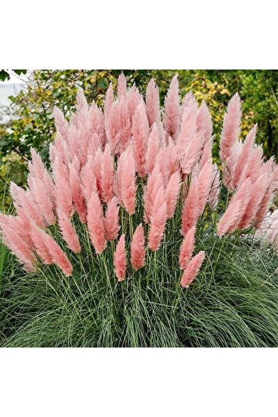 The Best Online Thebestonline Pampas Fidanı Seti (1 Adet Krem + 1 Adet Pembe)