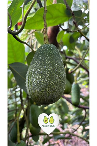 Alanya Özlem 1 KG Avokado Taze Hasat Yerli Alanya Ürünü