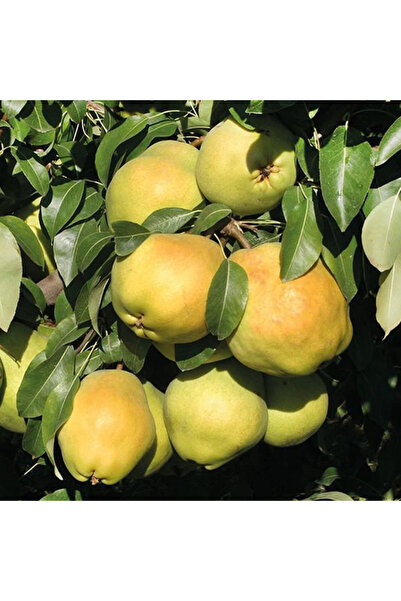 FİDAN SEPETİM 10 Yaş Aşılı Deveci Armut Fidanı