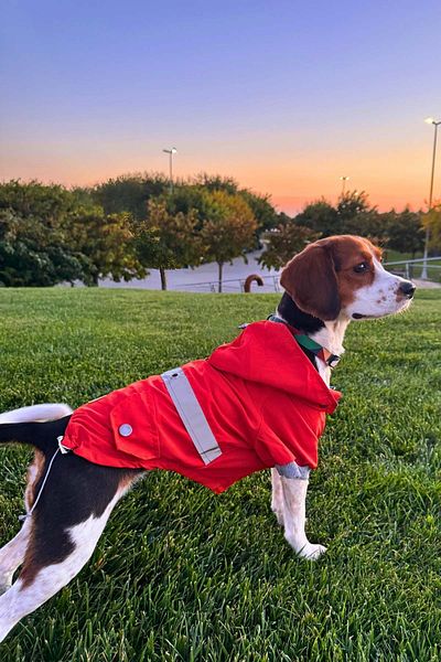 salya store Brick Color Dog Raincoat - Waterproof and Reflective