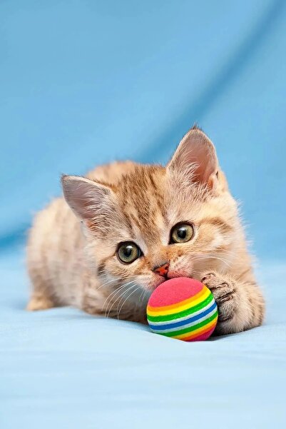 poswicon Renkli Yumuşak 4 Adet Gökkuşağı Kedi Isırma Eğitim Oyun Topu Kedi Oy...