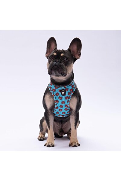 Pawstar Bears Leash & Air-Mesh Kedi Köpek Tasma ve Gezdirme Kayışı Seti Tasma Seti