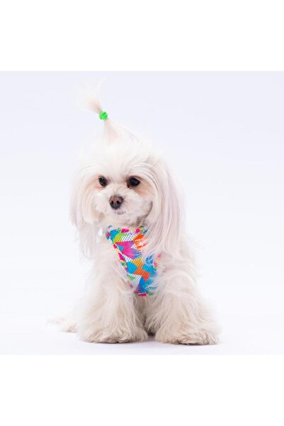 Pawstar Mosaic Leash & Air-Mesh Kedi Köpek Tasma ve Gezdirme Kayışı Seti Tasma Seti