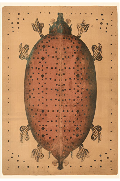 Rugs Modern Halı سجادة ديدو كوليكشن الحديثة ذات الطابع البيج والزخرفة الحشرية...