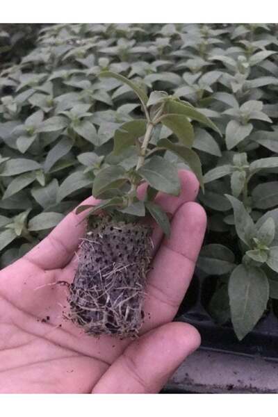 E-fidancim Rosy Violet 3 Renkli İri Çiçekli Küpe Çiçeği Fidesi (1 adet)