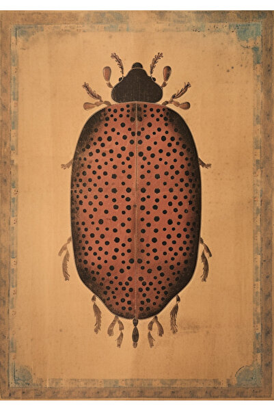 Rugs Modern Halı سجادة ديدو كوليكشن الحديثة ذات اللونين البيج والأسود بنمط حش...