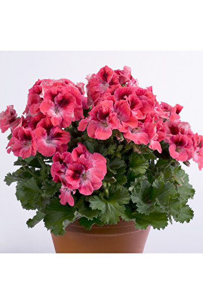 E-fidancim Aristo Salmon Sardunya Canan Çiçeği Fidesi (1 adet)