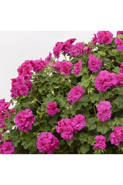 E-fidancim Sarkan Grandeur İvy Violet Sakız Sardunya Fidesi (1 adet)