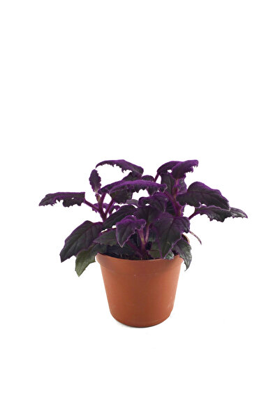 Betonish Gynura Aurantiaca (Mor Kadife Çiçeği)