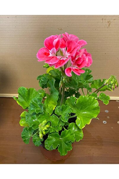 LOBELYA TOHUMCULUK Çift Renkli Sardunya Çiçeği Fidanı Saksılı