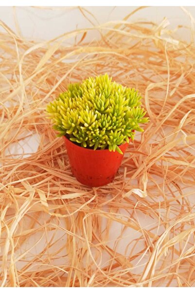 KAKTÜS SUKULENT DÜNYASI Dam Koruğu Altın Sarısı Sedum Sukulent Kaktüs