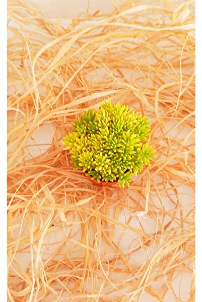 KAKTÜS SUKULENT DÜNYASI Dam Koruğu Altın Sarısı Sedum Sukulent Kaktüs