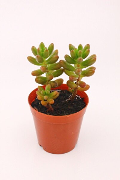 kaktuskent Sedum Rubrotinctum Sukulent
