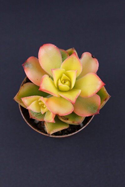 kaktuskent Aeonium Kivi Sukulent