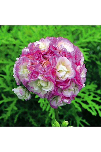 LOBELYA TOHUMCULUK 10 Adet Çift Renkli Gül Sardunya Çiçeği Tohumu