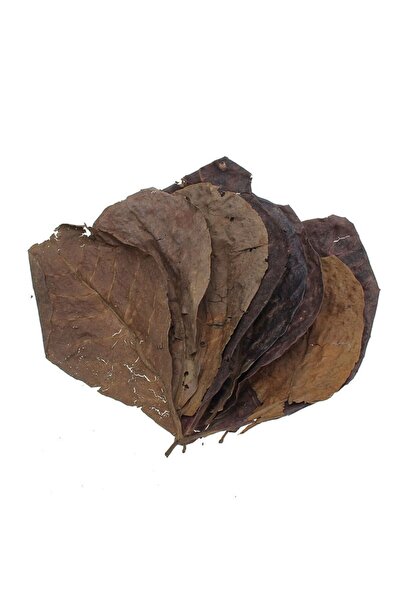 Promedanature Catappa Yaprağı L Boy 5 Adet