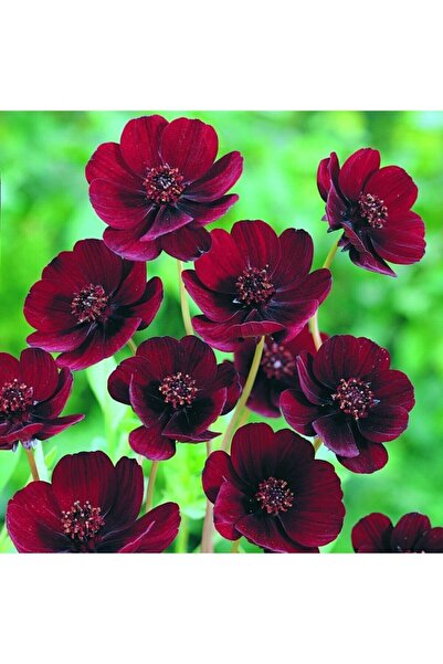 Tohum Dünyam 10 Adet Çikolata Kozmos Çiçeği Tohumu