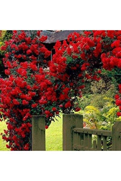 Bitkim Sende Sarmaşık Çardak Gülü Kırmızı 120 Cm
