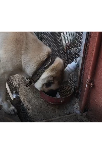 Otomatik Köpek Mama Makinesi