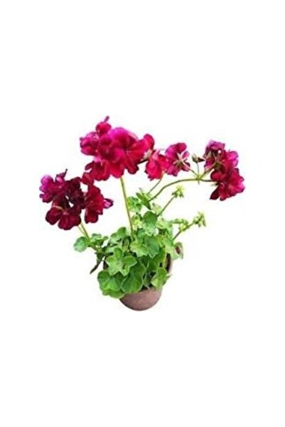 Mimoza Sakız Sardunya Fidanı Bordo 10-20 Cm