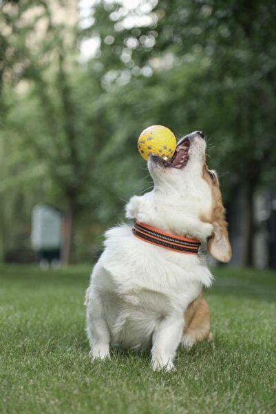 M-PETS Bloom Ball Play Ball Unbreakable Yellow/Gray