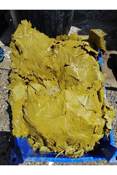 HOSANLI Tokat Erbaa Damarsız Ince Asma Yaprağı 400 gram Salamura Yaprak Taze Mahsül