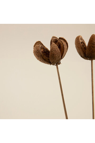 Chakra Jayla Demet Kuru Çiçek Natural