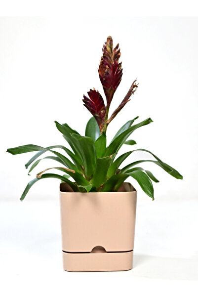 Poliwork 4 Adet Begonya Kare Saksı 16 Cm 2,3 Lt - Krem Renk Genişlik 16 Cm Yü...