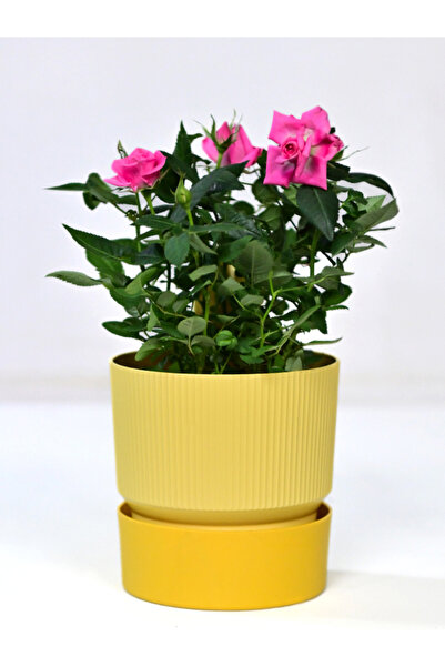 Poliwork IXORA 11 CM SAKSI ÇİFT RENKLİ SARI TONLARI GENİŞLİK 11 CM YÜKSEKLİK ...