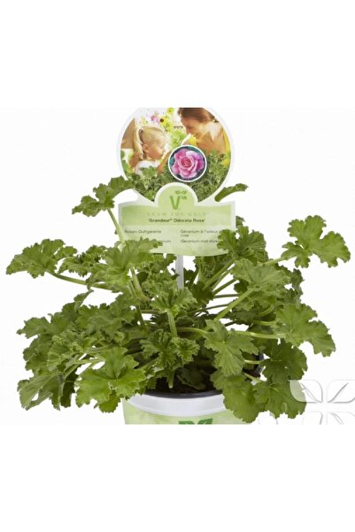 Gardina Gül Kokulu Sardunya Fidesi ( Pelargonium Species Odorata ) 1 Rose Adet