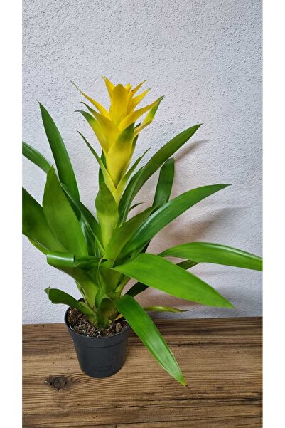 Asi GUZMANIA(OSTARA)
