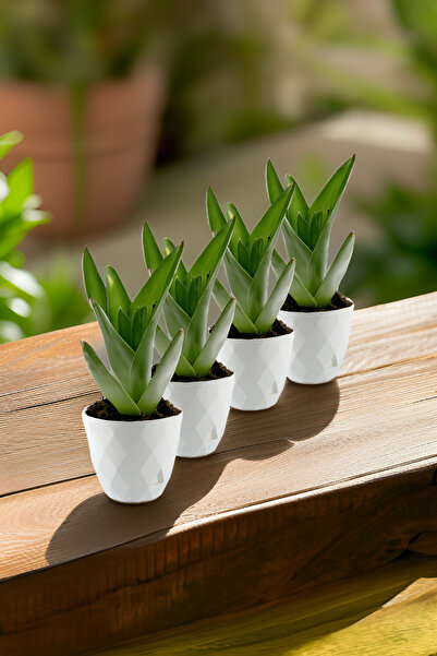 TEMMUZ HOME No2 4 Adet Baklava Desenli Tabaklı Dekoratif Plastik Saksı Yakamo...