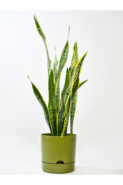 Poliwork Begonya 9 Litreyeşil Tabaklı Saksı Ağız Çapı 24,5 Cm Yükseklik 23 Cm