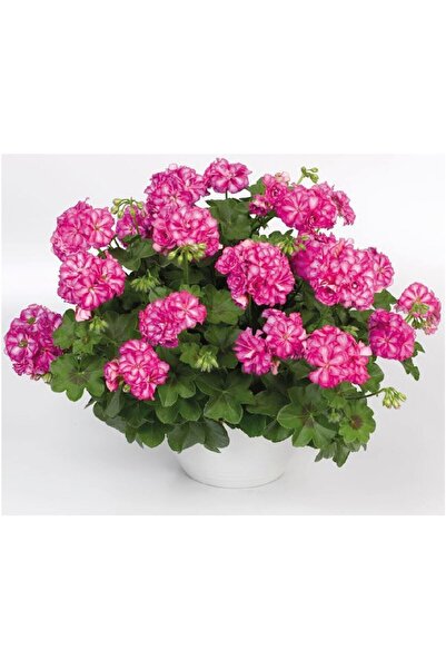 Gardina Sakız Sardunya Fidesi Katmerli ( Sarkan Sardunya Pelargonium Peltatum ) Arctic Rose 1 Adet