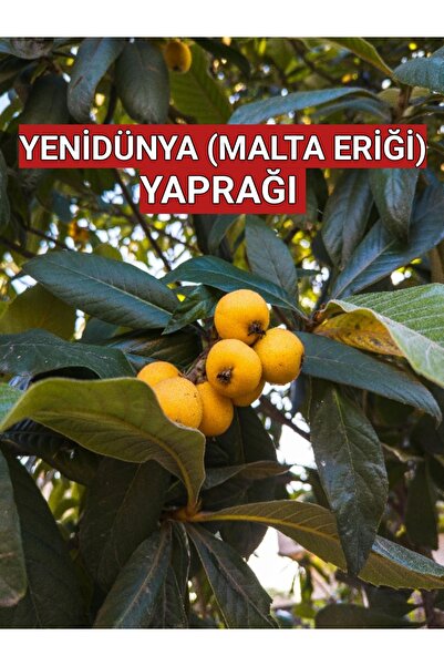 250 Gr. Yeni Dünya - Malta Eriği Yaprağı (GÜNLÜK DALINDAN TOPLAMA)