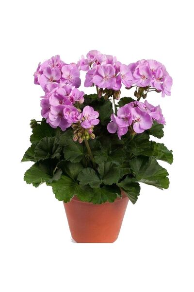 Gardina Sardunya Çiçeği Fidesi Bodur ( Pelargonium Zonale Dark ) Lavender 1 Adet