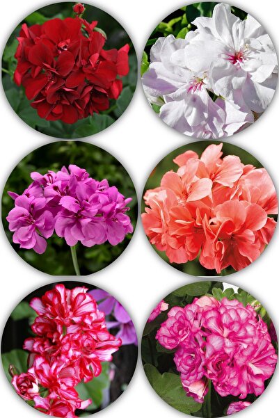 Gardina Sakız Sardunya Çiçeği Fidesi Karışık Renk 4 Adet Sarkan Sardunya