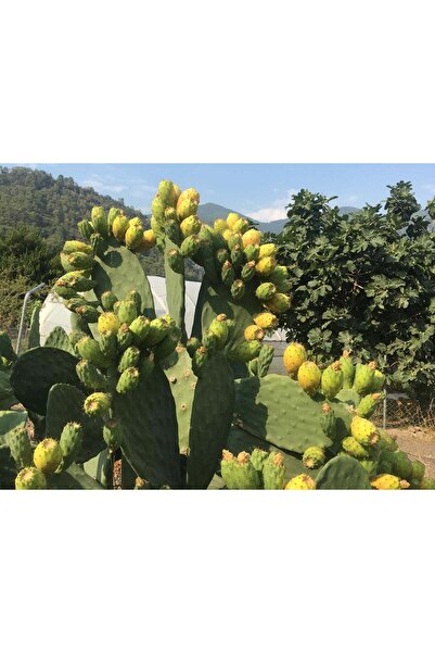 SUKULENTİSTANBUL Dikenli Incir 3 Adet Saksısız Çelik Hint Inciri Kaynana Dili -Frenk İnciri