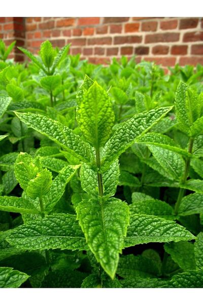 AGRODAL TARIM Yerli Doğal Keskin Kokulu Anadolu Nanesi Tohumu 100 Ad. Sebze Tohumu