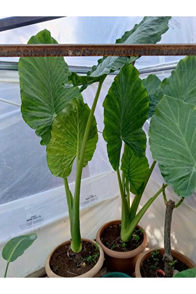 AYDOĞDU Anthurium Alacasia Fil Kulağı