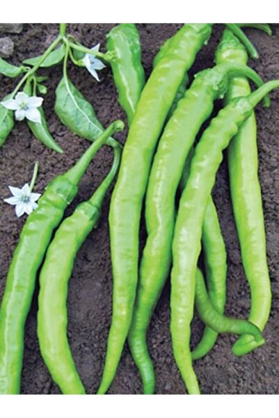 AGRODAL TARIM Ata Tohumu Yerli Doğal Tatlı Sivri Çetinel Biber Tohumu 100 Ad....