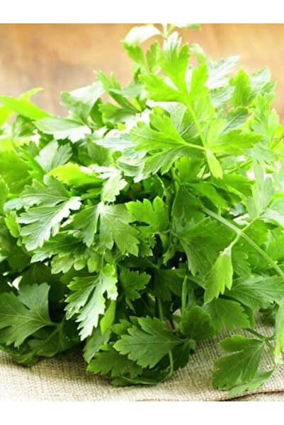 AGRODAL TARIM Ata Tohumu Doğal Yerli Maydanoz Tohumu Iri Akgen 2500 Ad. Tohum