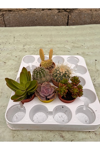 FİDEİSTE 3 Kaktüs 3 Sukulent 6 Adet Mix (ELİT SERİSİ)