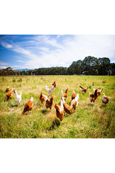 bodrum organik pazar GÜNLÜK ORGANİK KÖY YUMURTASI 30 LU ( 1 KUTU )  DAILY FRESH VILLAGE EGGS ( 1 BOX - 30 PIECE )