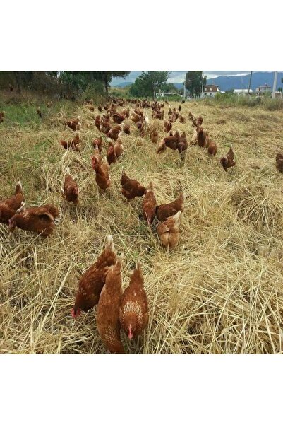 bodrum organik pazar GÜNLÜK ORGANİK KÖY YUMURTASI 30 LU ( 1 KUTU )  DAILY FRESH VILLAGE EGGS ( 1 BOX - 30 PIECE )